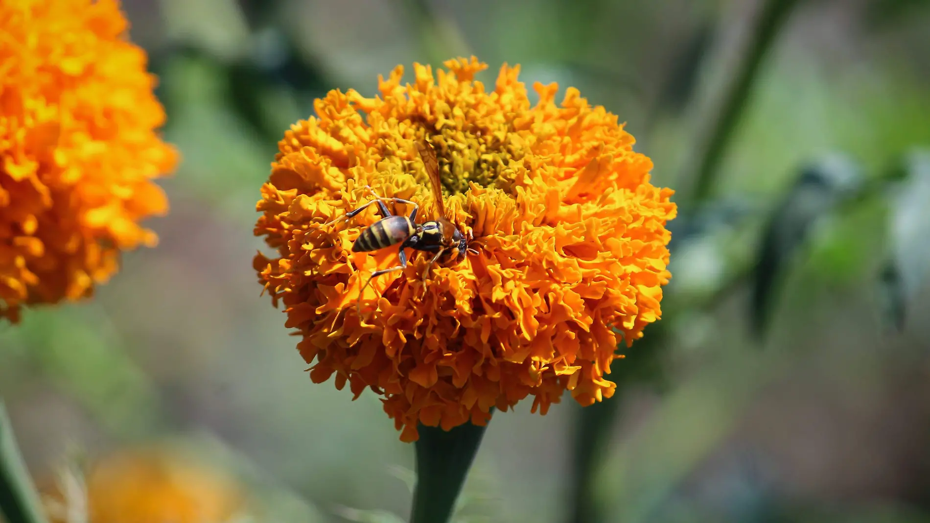 cempasúchil abeja javg